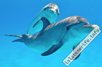 Дельфины Лоро парк
