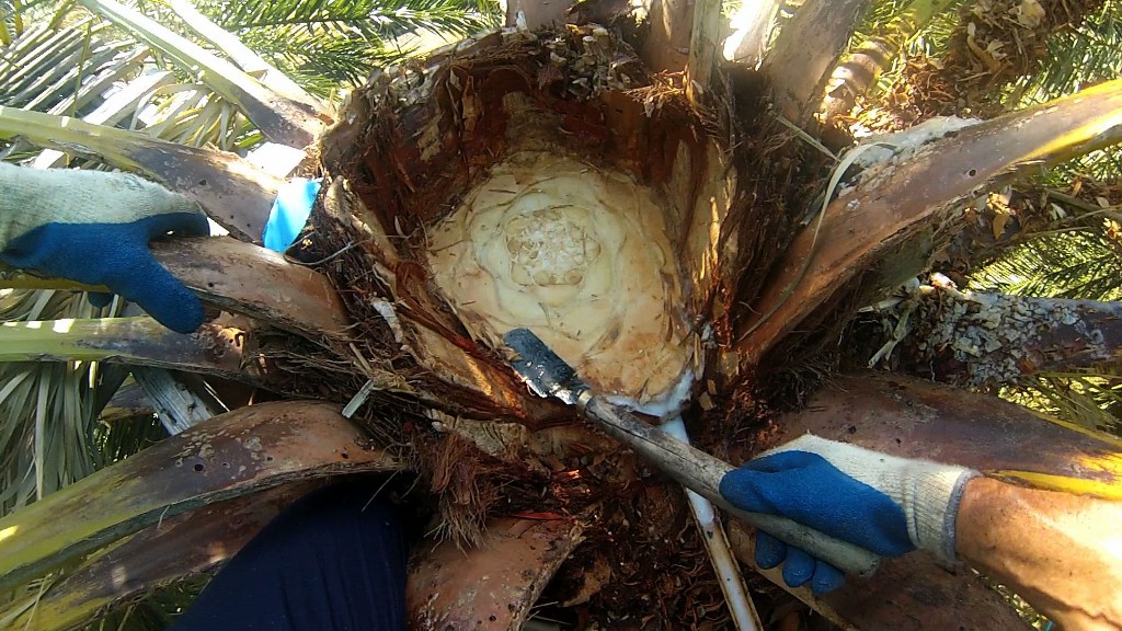 Производство пальмового меда на Ла Гомера