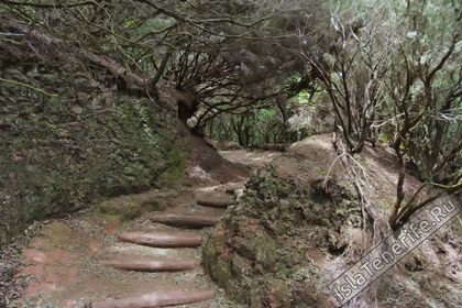 Монтеверде, Лавровые леса на Тенерифе