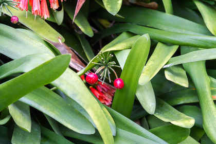 Сад «Ла Ихуэла дель Ботанико» в городе Ла Оротава, на севере Тенерифе