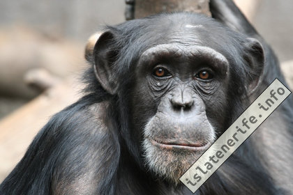 Шимпанзе Лоро парк