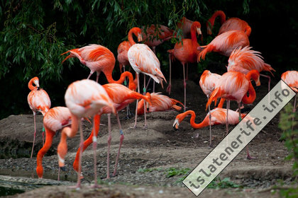 Фламинго Лоро парк