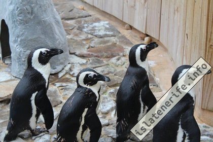 Пингвины Лоро парк