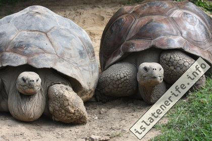 Черепахи Лоро парк