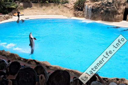Лоро парк: Дельфины на Тенерифе