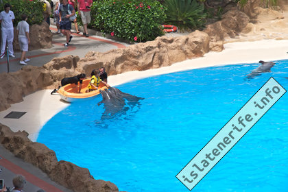Лоро парк: Дельфины на Тенерифе