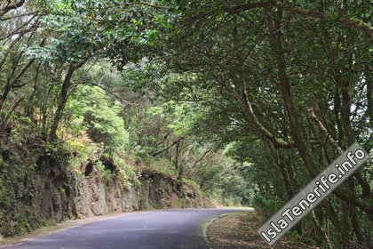 Анага: Леса Монтеверде на Тенерифе. Дорога в деревню Таганана