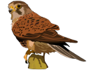 Cernícalo común (Falco tinnunculus canariensis)