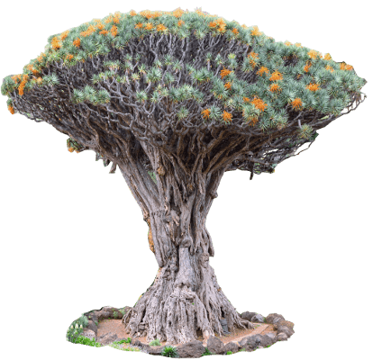 Тысячелетнее драконово дерево Икод де Лос Винос
