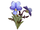 Violeta del Teide (Viola cheiranthifolia Humb. & Bonpl)