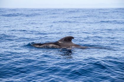 Морские прогулки к китам и дельфинам