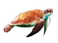 Зеленые морские черепахи в Плайя Параисо на Тенерифе