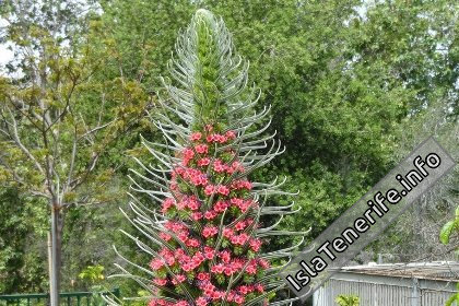 Синя́к Ви́льдпрета (tajinastes (Echium giganteum))