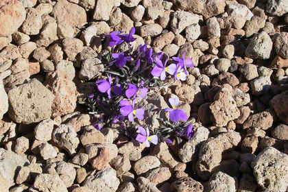 Viola Cheiranthifolia